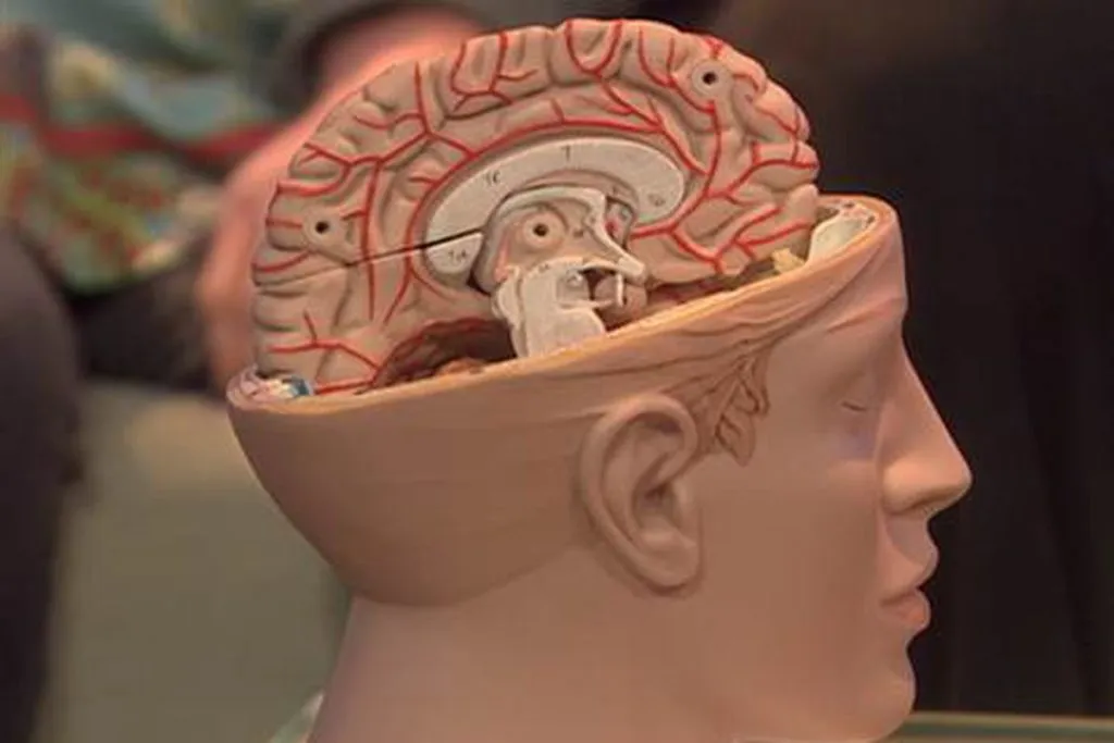 brain